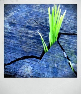 grass...and a roly poly