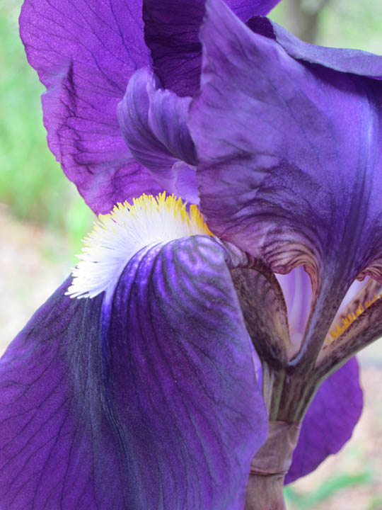 garden - purple bearded iris